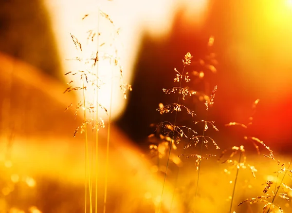 Hojas de hierba puesta del sol con fugas ligeras y fondo de bengala — Foto de Stock