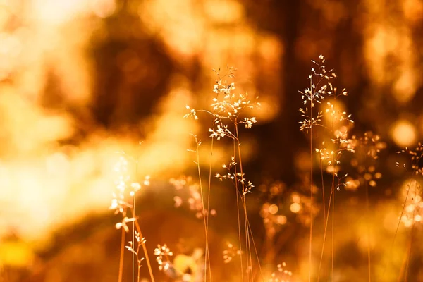 Hojas de hierba puesta del sol con fugas ligeras y fondo de bengala — Foto de Stock