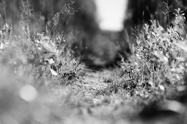 Verano blanco y negro Noruega bosque camino telón de fondo —  Fotos de Stock