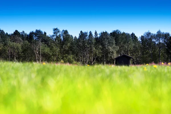 Gazon horizontal sur champ d'été avec fond bokeh chalet — Photo