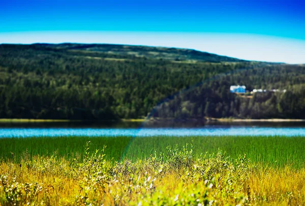 Stébel trávy v Norsku jezeře s pozadím lehký únik — Stock fotografie