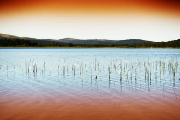 Grashalme im Hintergrund des norwegischen Abendsees — Stockfoto