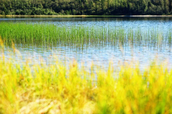 Stébel trávy v Norsku jezero bokeh pozadí — Stock fotografie