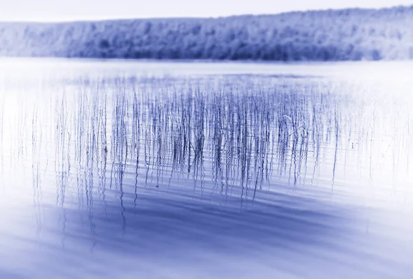Λεπίδες χλόης στο παρασκήνιο λίμνη Νορβηγία — Φωτογραφία Αρχείου