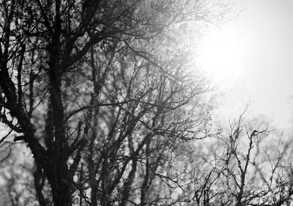 Albero bianco e nero sullo sfondo del sole diretto — Foto Stock