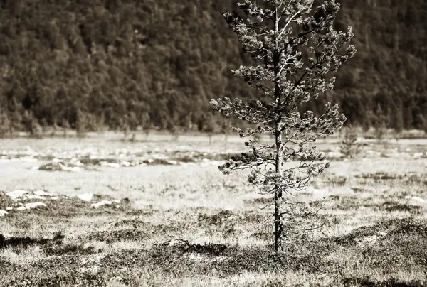Árvore de abeto único objeto fundo vinheta — Fotografia de Stock