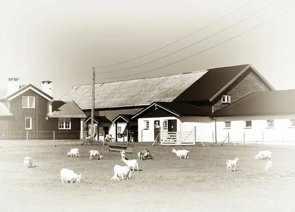 Norway sheep farm vintage background — Stock Photo, Image