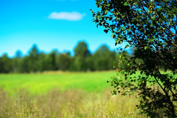 Foresta semplice con bokeh albero paesaggio sfondo — Foto Stock