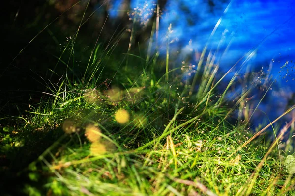 Groen gras in de buurt van lake bokeh achtergrond — Stockfoto