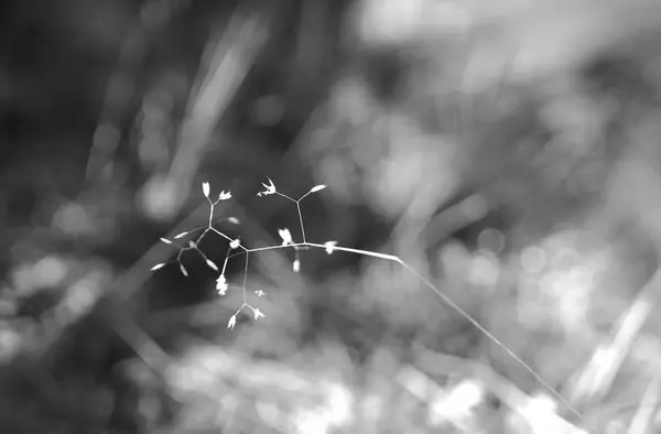 Preto e branco grama lâminas em detalhe bokeh fundo — Fotografia de Stock