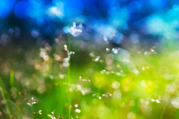 Çayır doğrudan güneş ışığı altında arka plan üzerinde yaz çimen — Stok fotoğraf