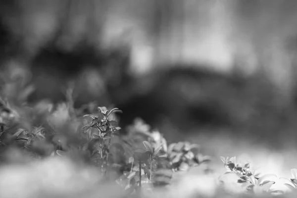 Czarno-białe tło bokeh roślin — Zdjęcie stockowe