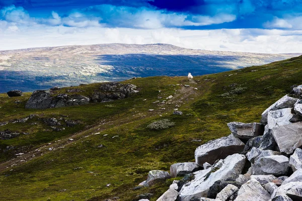 Noruega montaña ovejas paisaje fondo — Foto de Stock