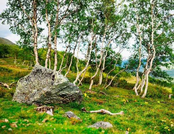 Piedra en bosque de montaña paisaje fondo — Foto de Stock