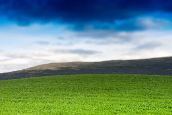 Norvegia prato estivo con colline bokeh sfondo — Foto Stock