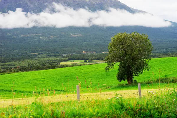 Estrada com árvore da Noruega e fundo de colina nublado — Fotografia de Stock