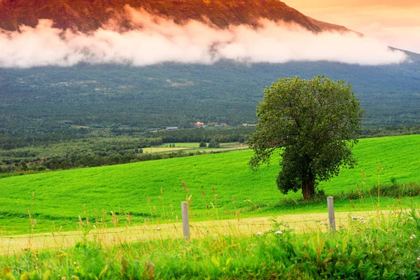 Één boom in Noorwegen berg achtergrond van een veld — Stockfoto