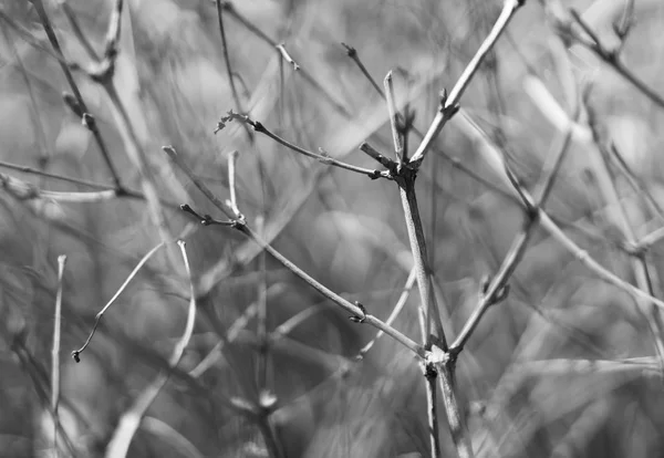 Horizontal lumineux noir et blanc dramatique branches clairsemées sombres — Photo