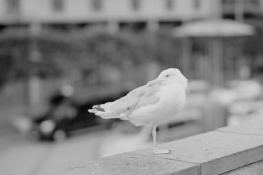 Oslo Merkez arka plan, siyah beyaz martı