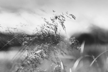 Siyah ve beyaz çim bıçağı alan zemin üzerinde