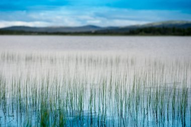 Norveç göl manzara arka planda çim bıçaklar