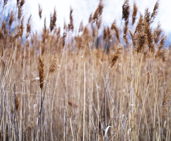 Rusya arka fon içinde eğe çavdarlı yatay kar
