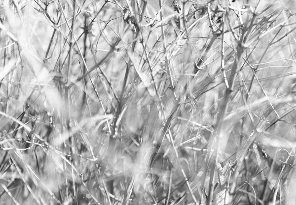 Horizontal brillante blanco y negro ramas dramáticas bokeh backgr — Foto de Stock