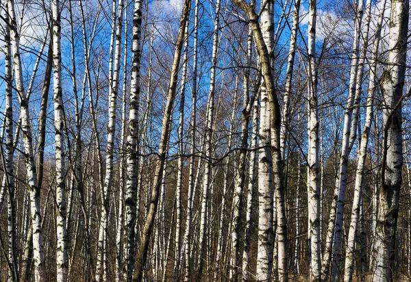 Rus huş arka plan zemin yatay canlı dizi