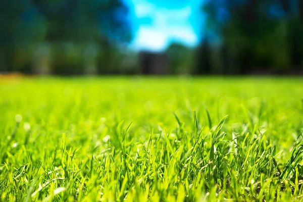Horizontal verde hierba bokeh fondo — Foto de Stock