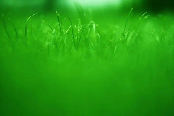 พื้นหลังหญ้า bokeh สีเขียวสดใสแนวนอน — ภาพถ่ายสต็อก