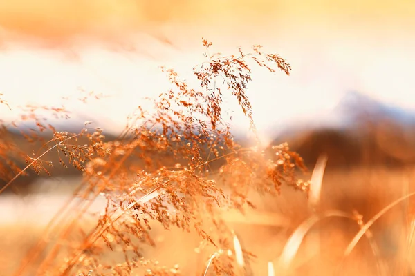 Закат травинки на фоне поля — стоковое фото