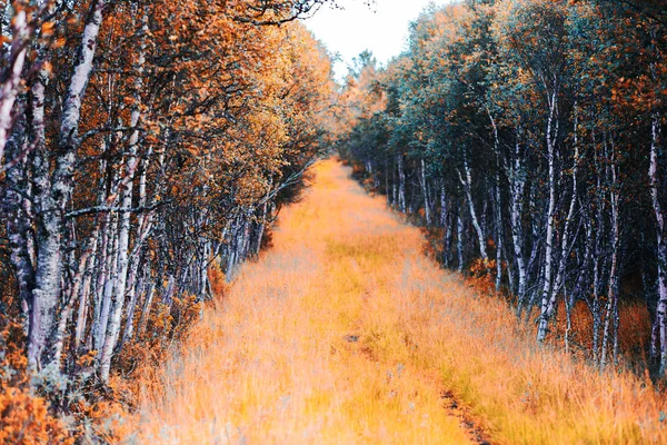 Foresta autunno sentiero paesaggio sfondo — Foto Stock