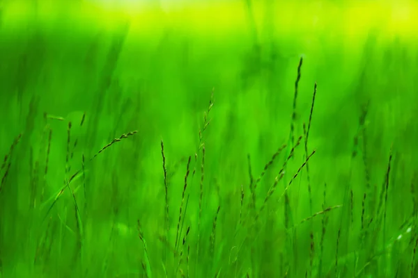 Horizontal verde vivo hierba bokeh fondo — Foto de Stock