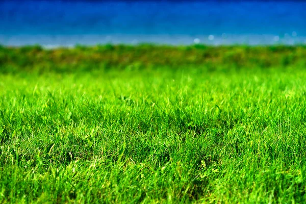 Norvegia lago spiaggia erba sfondo — Foto Stock