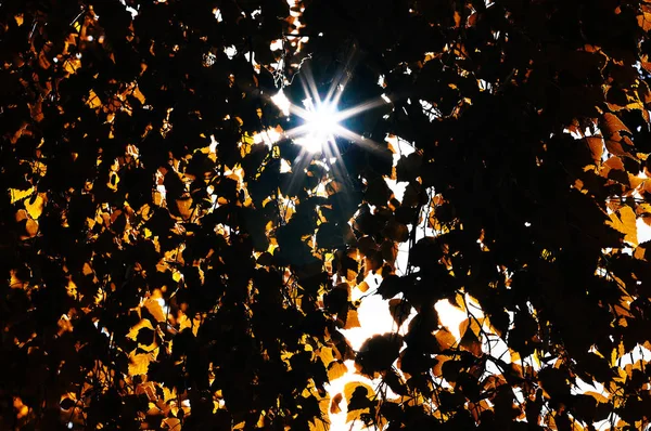 Horizontal lebhaftes Licht flackert durch Herbstblätter Hintergrund — Stockfoto