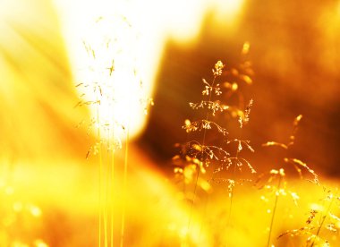 Gün batımı çim blades ışık sızıntısı ve flare arka plan ile