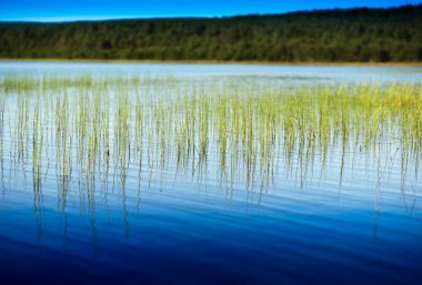 Norveç göl manzara arka planda çim bıçaklar