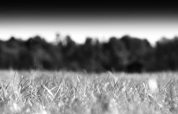 Poziome trawy na tle bokeh pola — Zdjęcie stockowe