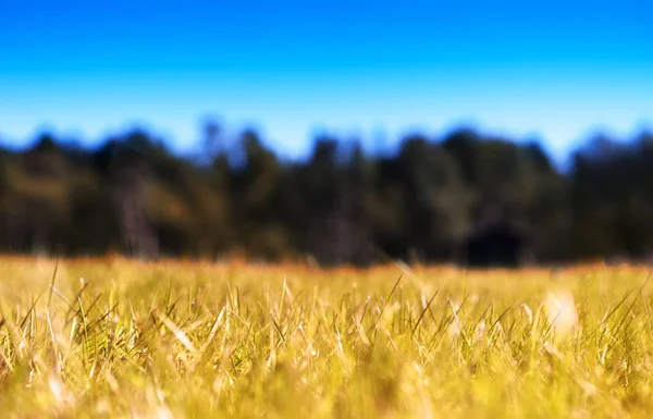 Horizontale gras op herfst veld bokeh achtergrond — Stockfoto