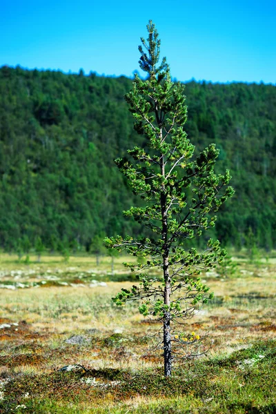 Árvore de abeto único objeto bokeh fundo — Fotografia de Stock