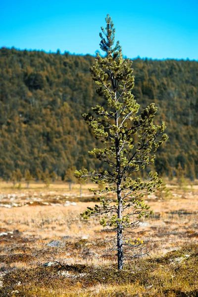 Árvore de abeto único objeto bokeh fundo — Fotografia de Stock
