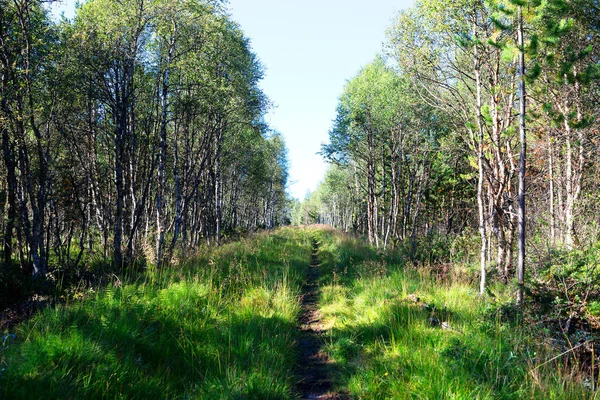 Bos pad landschap achtergrond — Stockfoto