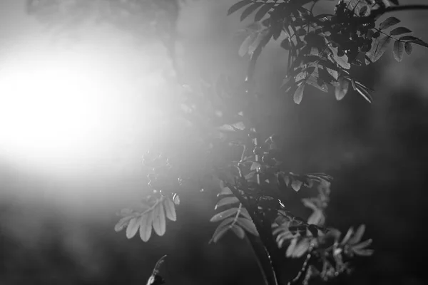 Ashberry alb-negru în fundal de lumină directă a soarelui — Fotografie, imagine de stoc