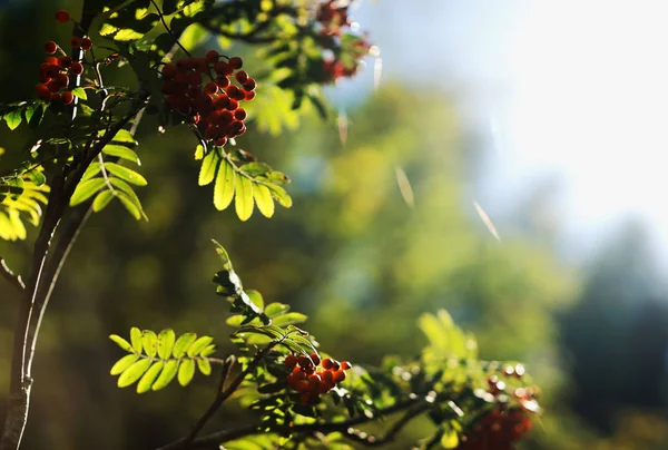 Arándano de verano en el fondo de luz solar directa — Foto de Stock