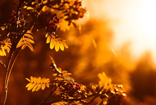 Doğrudan güneş ışığı altında arka planda günbatımı ashberry — Stok fotoğraf