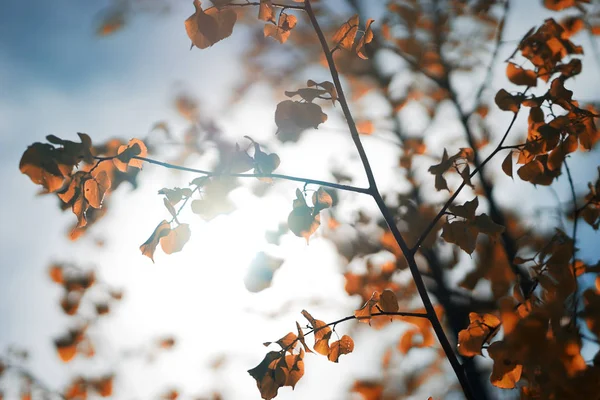 Jesienią gałęzie drzewa w tło światło słoneczne — Zdjęcie stockowe