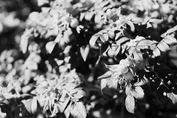 흑인과 백인 개 장미 배경 — 스톡 사진