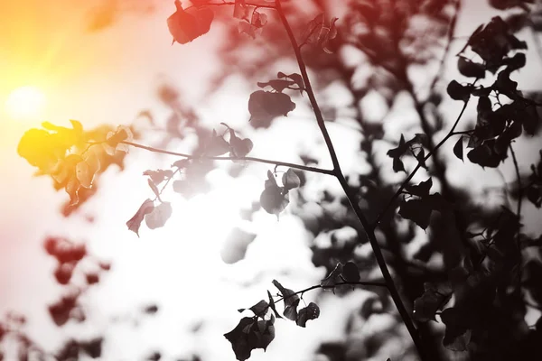 Ramas de árboles a la luz del sol con fondo de fuga de luz — Foto de Stock