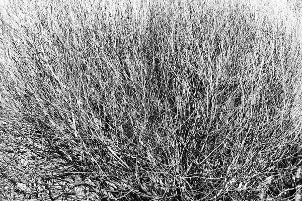 Horizontal black and white top of tree background — Stock Photo, Image
