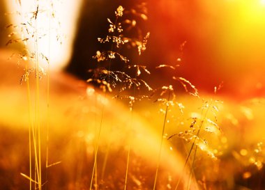 Gün batımı çim blades ışık sızıntısı ve flare zemin ile